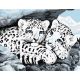 Живопись по номерам Снежные леопарды, 30x40, Белоснежка