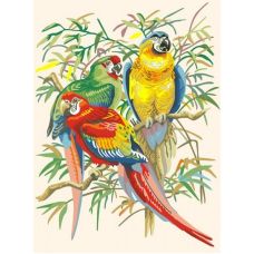 Живопись по номерам Тропические попугаи, 30x40, Белоснежка