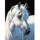 Картина по номерам Белая лошадь, 30x40, Белоснежка
