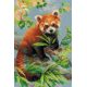 Набор для вышивания Красная панда, 21x30, Риолис Сотвори сама