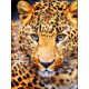 Мозаика стразами Взгляд леопарда, 30x40, полная выкладка, Алмазная живопись