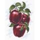 Набор для вышивания Спелые яблоки, 20x25, Палитра
