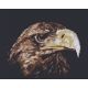 Набор для вышивания Взгляд орла, 26x22, Палитра