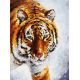 Живопись по номерам Тигр на снегу, 30x40, Белоснежка