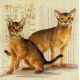 Набор для вышивания крестом Абиссинские кошки, 40x40, Риолис, Сотвори сама