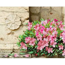 Рисунок на габардине Розовое цветение, 40x50 (28x35), МП-Студия, Г-144