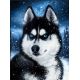 Мозаика стразами Хаски в снегу, 30x40, полная выкладка, Алмазная живопись