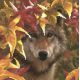 Рисунок на габардине Волк в осеннем лесу, 35x40 (23x28), МП-Студия, Г-036