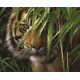 Рисунок на габардине Тигр в зарослях тростника, 35x40 (23x28), МП-Студия, Г-037