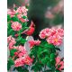 Рисунок на габардине Розовый рай, 50x40 (35x28), МП-Студия, Г-016