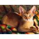 Мозаика стразами Абссинский кот, 30x40, полная выкладка, Алмазная живопись