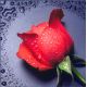 Мозаика стразами Красная роза, 22x24, полная выкладка, Алмазная живопись